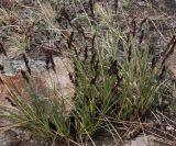 Festuca sibirica