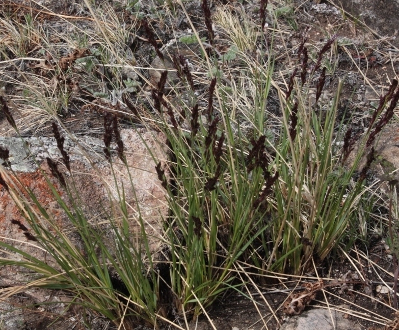 Изображение особи Festuca sibirica.