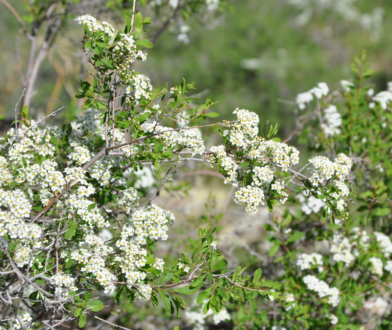 Image of Spiraea crenata specimen.