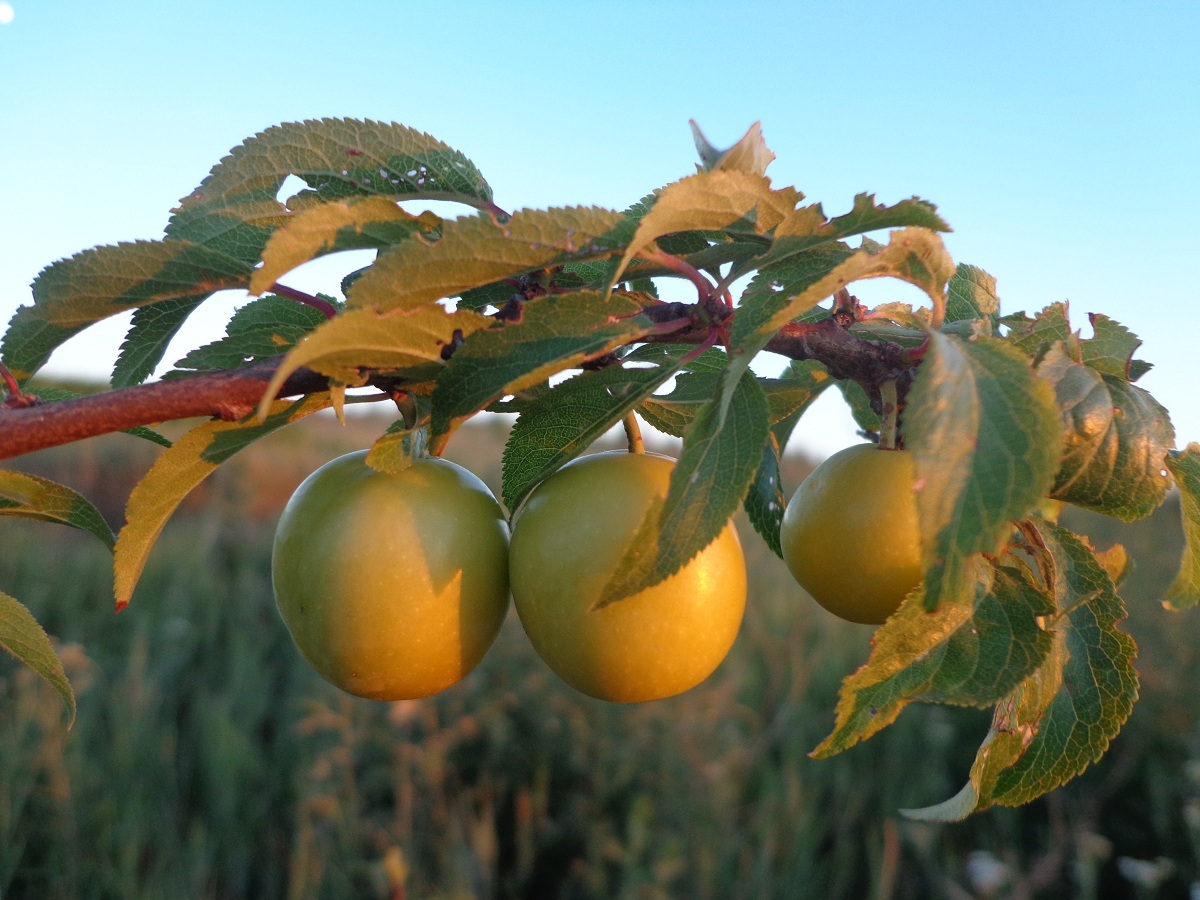 Image of Prunus cerasifera specimen.