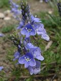 Veronica capsellicarpa