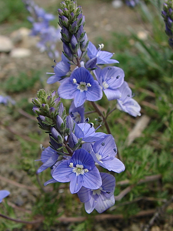 Image of Veronica capsellicarpa specimen.