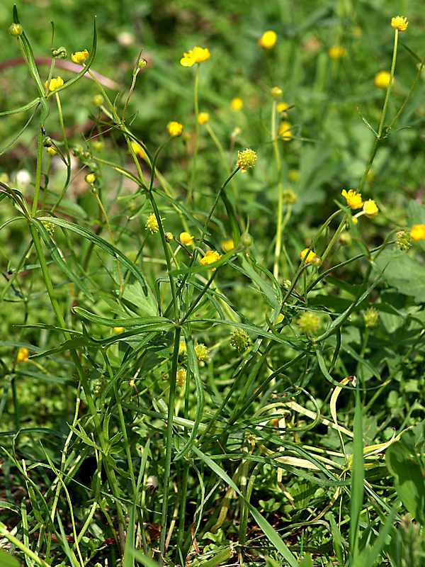 Изображение особи Ranunculus auricomus.