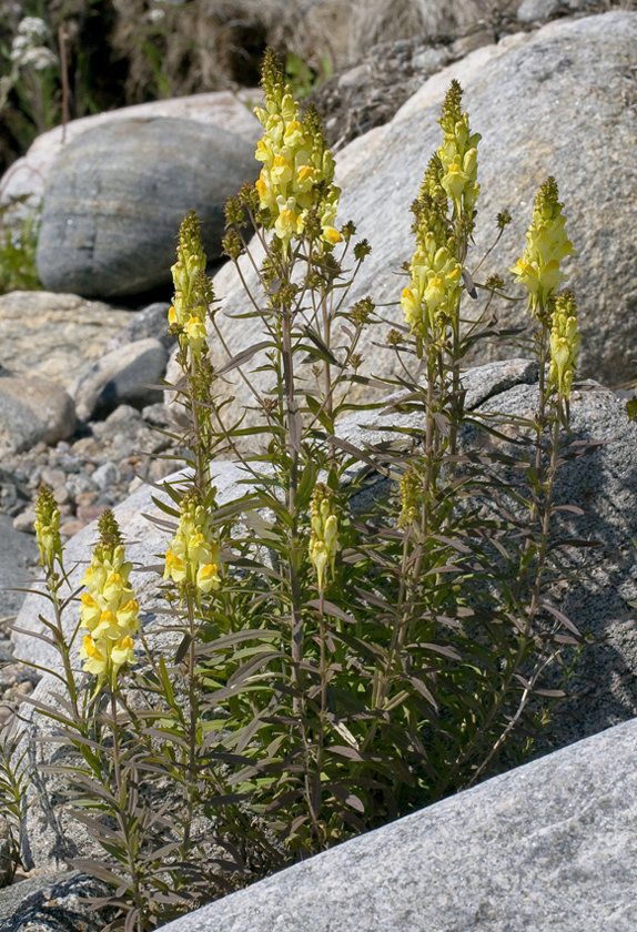 Image of Linaria vulgaris specimen.