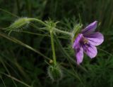 Erodium stephanianum