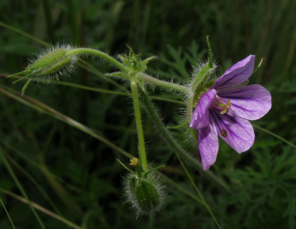 Изображение особи Erodium stephanianum.