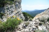 Inula ensifolia. Цветущее растение. Краснодарский край, гора Папай восточный. 07.07.2013.