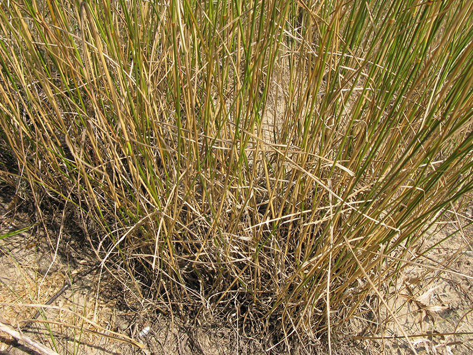 Изображение особи Agropyron pectinatum.