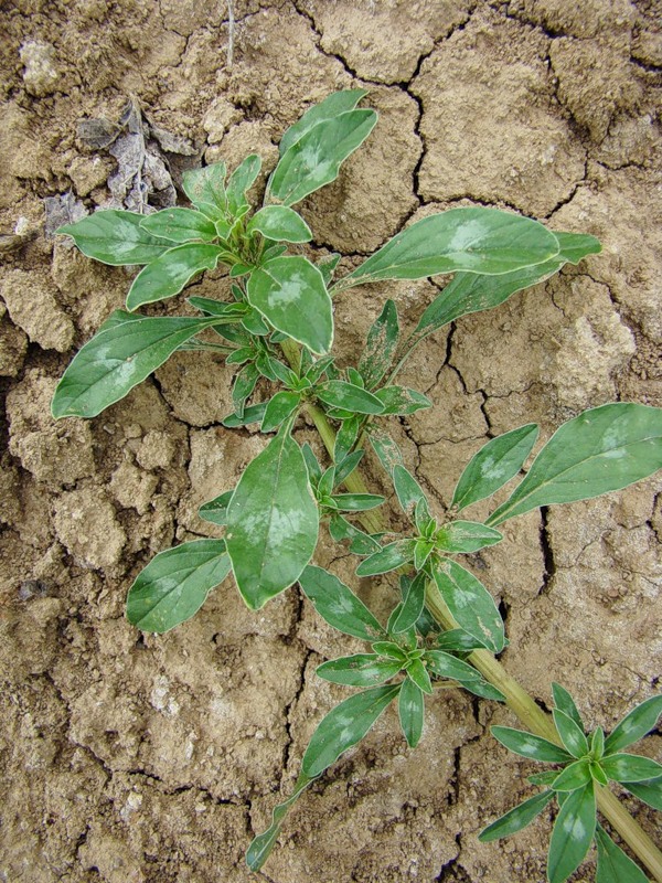 Изображение особи Amaranthus blitoides.