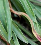 Armeria transmontana