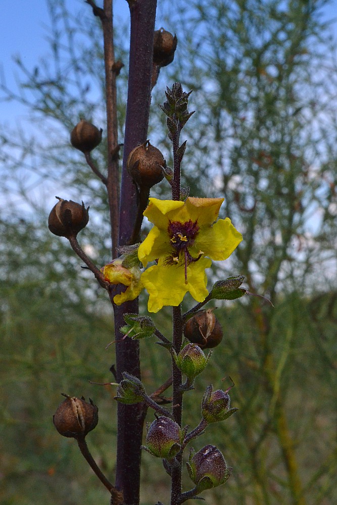 Изображение особи Verbascum blattaria.