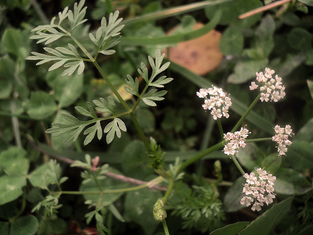 Image of familia Apiaceae specimen.