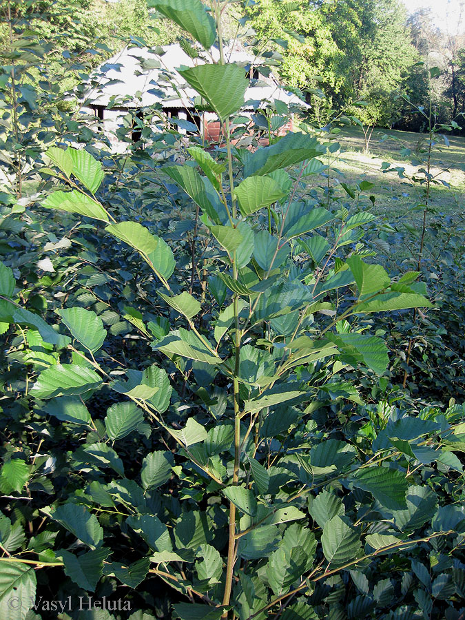 Image of Alnus &times; pubescens specimen.