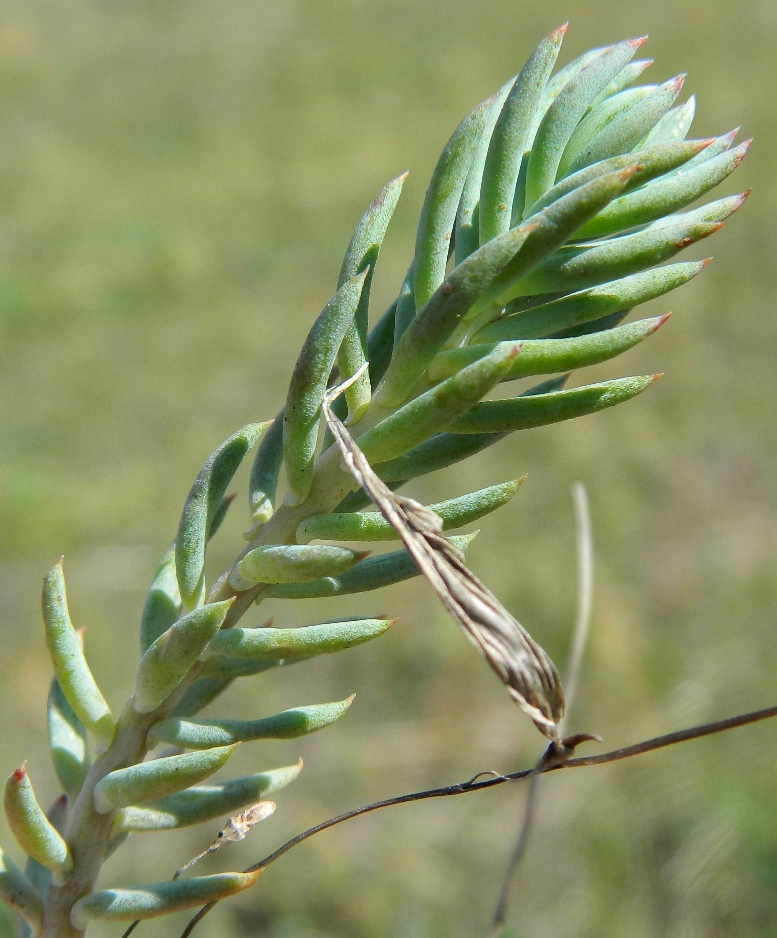 Image of Sedum reflexum specimen.