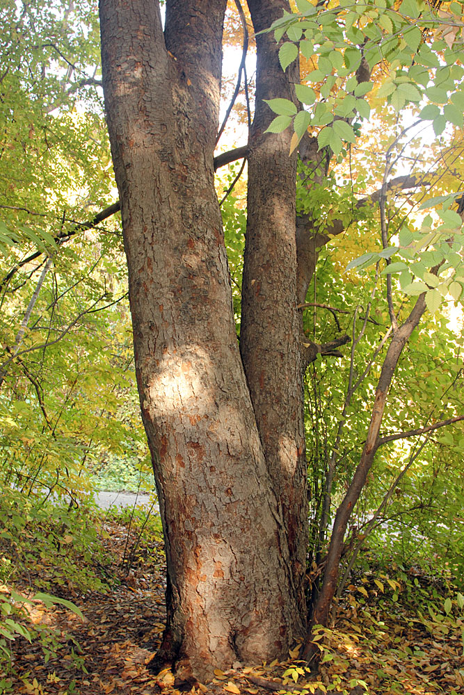 Image of Zelkova serrata specimen.