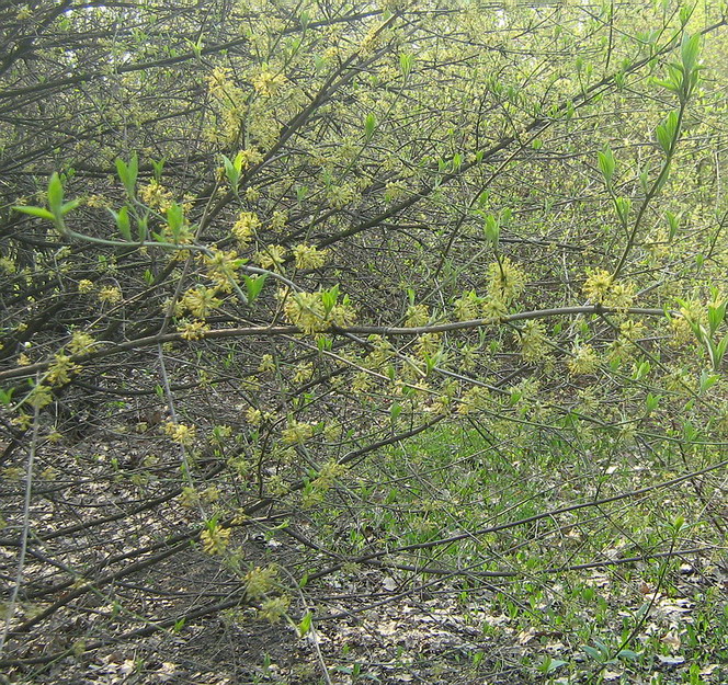 Image of Cornus mas specimen.