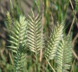 Agropyron pectinatum