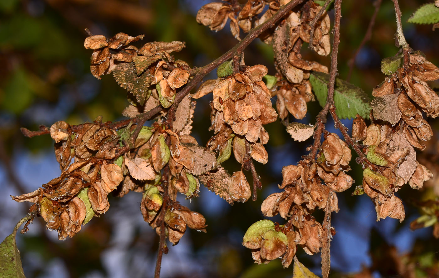 Image of Ulmus parvifolia specimen.