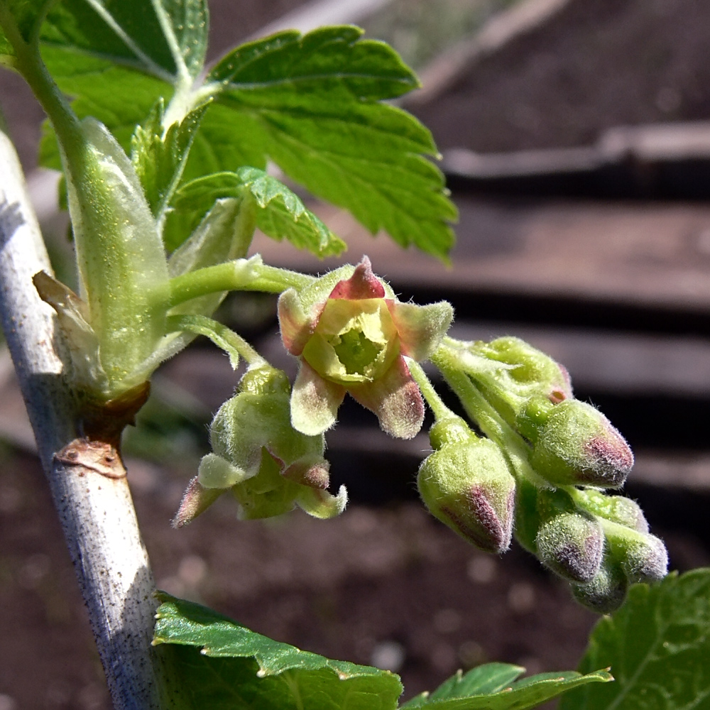 Изображение особи Ribes nigrum.