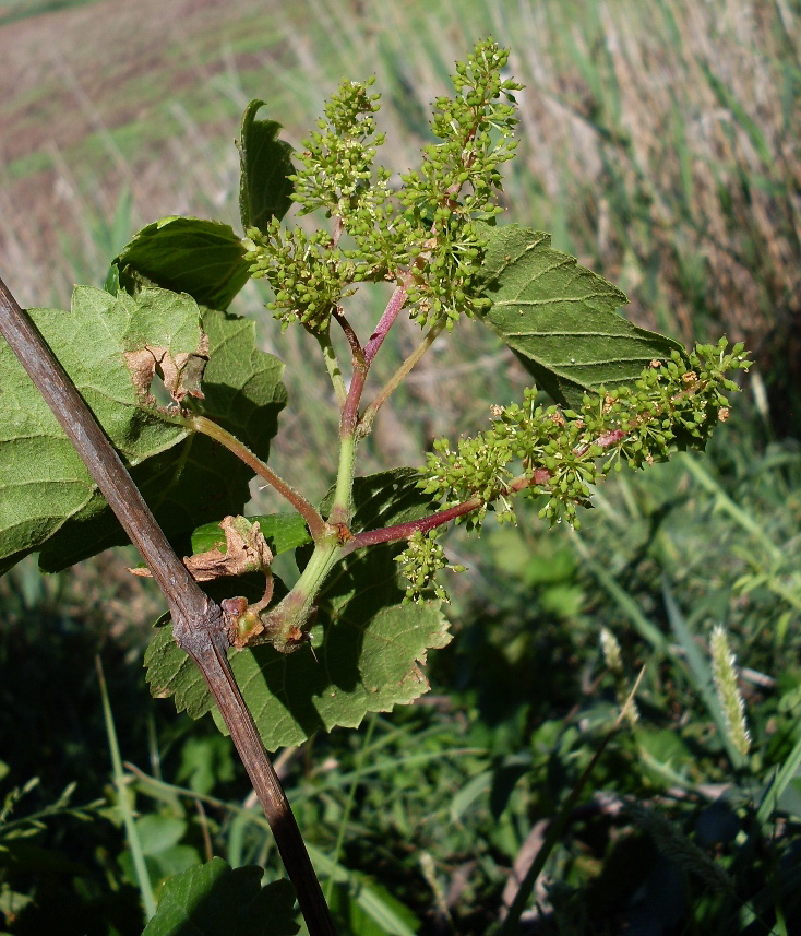 Изображение особи Vitis vinifera.