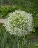 Allium stipitatum