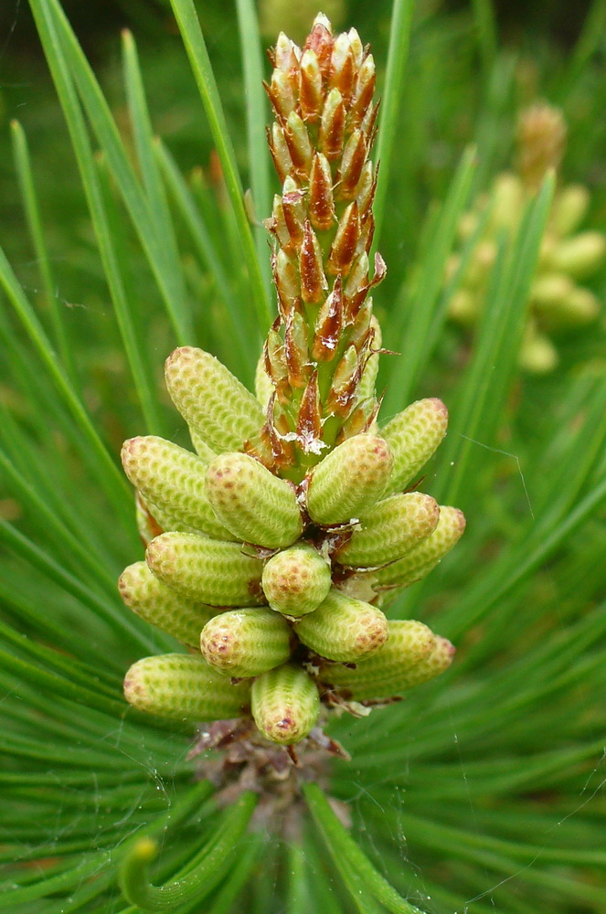 Image of Pinus contorta specimen.