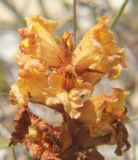 Orobanche subspecies xanthostigma