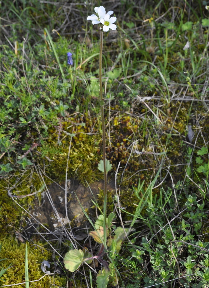 Image of Saxifraga carpetana ssp. graeca specimen.