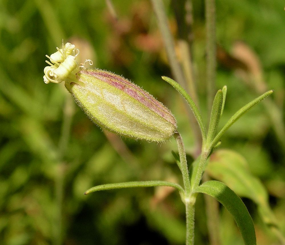 Image of Silene amoena specimen.
