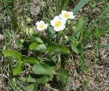 Fragaria viridis