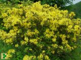 Rhododendron luteum