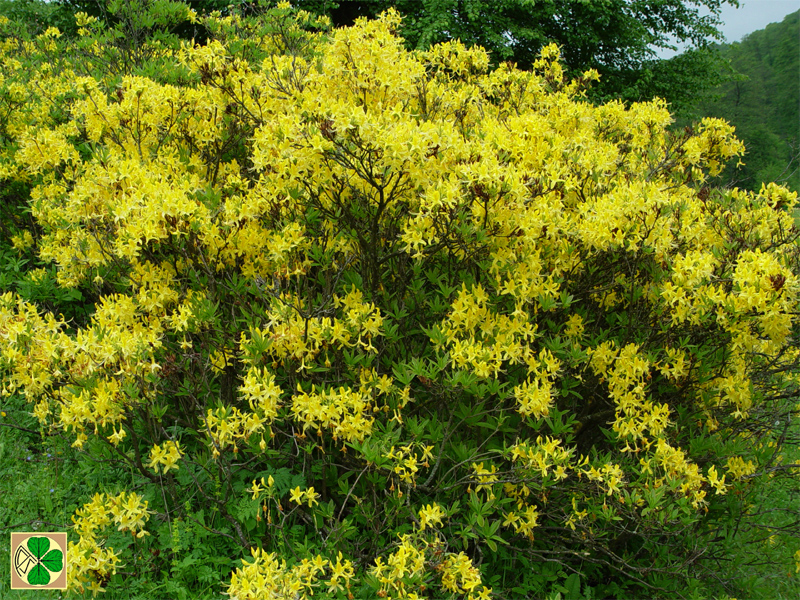 Изображение особи Rhododendron luteum.