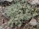 Herniaria incana разновидность angustifolia. Зацветающее растение. Ростовская обл., Белокалитвинский р-н, окр. хутора Грушёвка, днище каменистой балки. 23.06.2013.