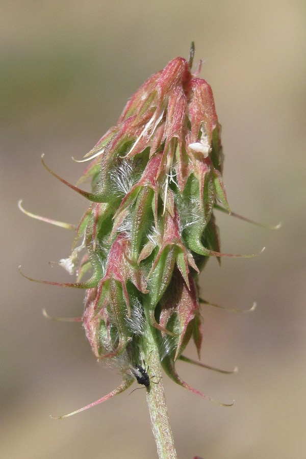 Image of Trigonella spicata specimen.