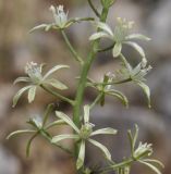 Ornithogalum sphaerocarpum