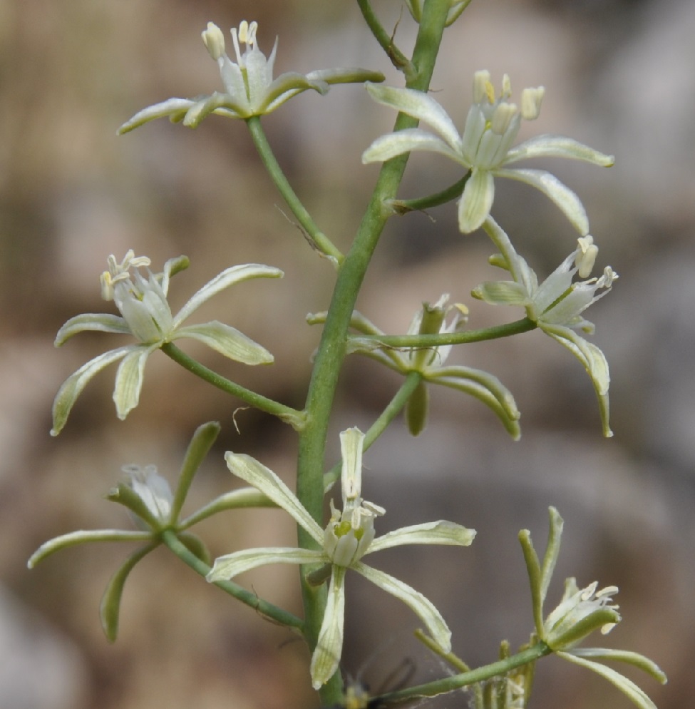 Image of Ornithogalum sphaerocarpum specimen.