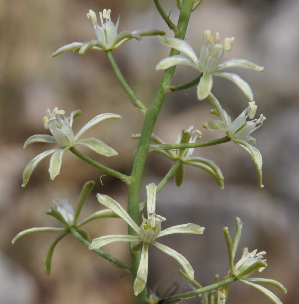 Изображение особи Ornithogalum sphaerocarpum.