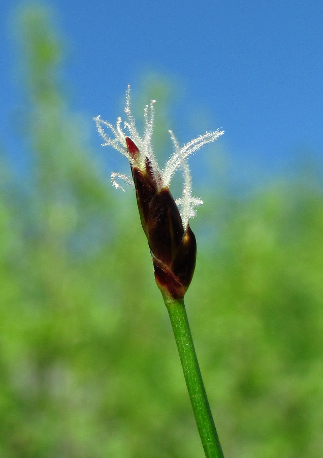 Изображение особи Eleocharis uniglumis.