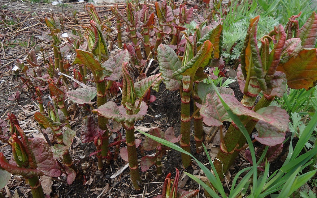 Изображение особи Reynoutria sachalinensis.