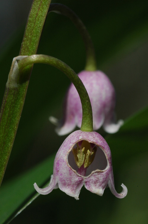 Изображение особи Convallaria majalis.