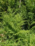 Pteridium aquilinum. Вегетирующие растения. Украина, Львовская обл., Дрогобычский р-н, г. Трускавец, Помярки, опушка леса возле дороги на Трускавец. 03.06.2014.