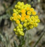 Helichrysum arenarium. Соцветие. Калининградская обл., Зеленоградский р-н, Куршская коса, высота Эфа, дюнные пески. Июль 2014 г.