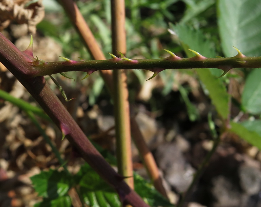 Image of Rubus procerus specimen.