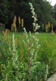 Chenopodium album. Верхушка цветущего растения. Татарстан, Бавлинский р-н. 31.07.2014.