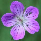 Geranium collinum. Цветок. Ростовская обл., Неклиновский р-н, Самбекское с/п, дол. р. Сухой Самбек, на лугу. 13.08.2014.