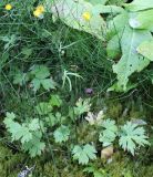 Ranunculus subborealis