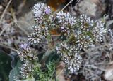 Goniolimon orthocladum