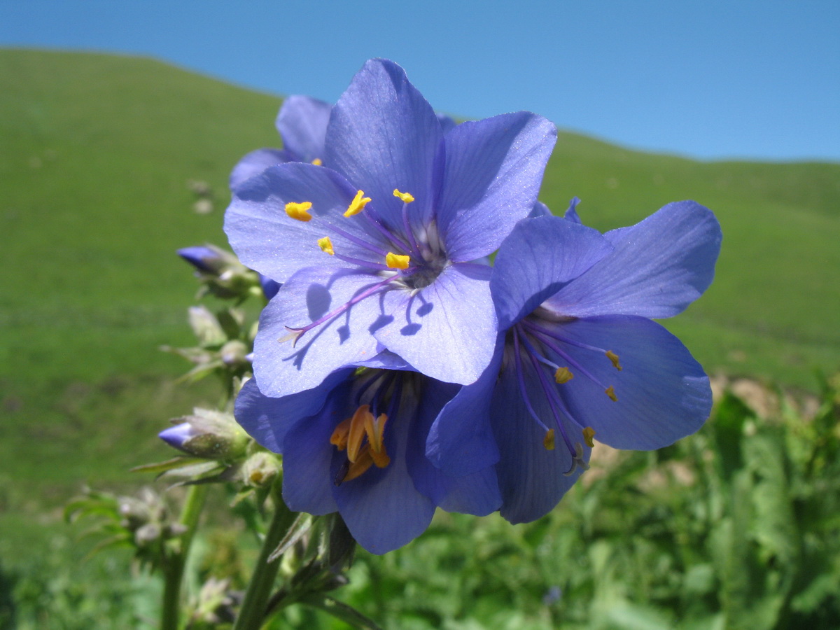 Image of Polemonium caucasicum specimen.