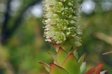 Orostachys malacophylla. Листья и нижняя часть соцветия. Приморский край, Уссурийский р-н, окр. с. Монакино, поляна в широколиственном лесу. 23.09.2014.