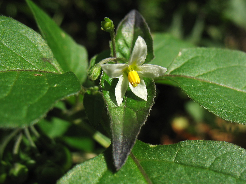 Изображение особи Solanum nigrum ssp. schultesii.